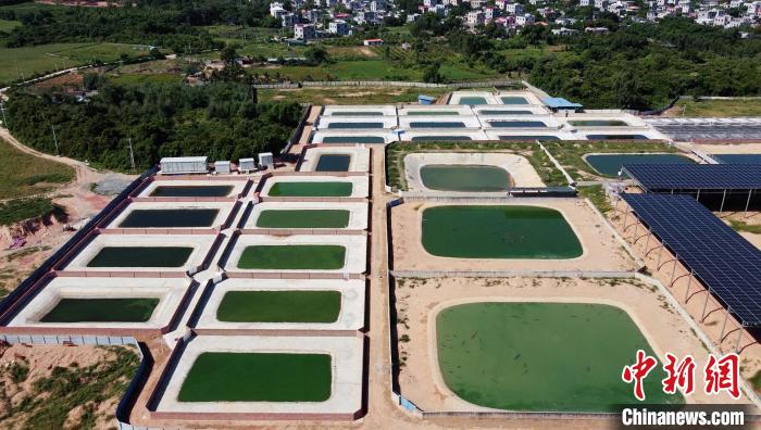 奇趣分分彩：海南“鳄鱼小镇”：养殖鳄鱼超40万条