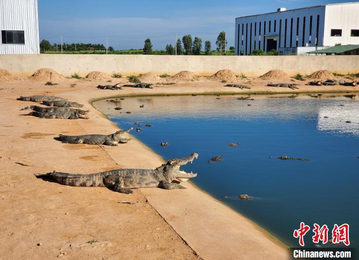 奇趣分分彩：海南“鳄鱼小镇”：养殖鳄鱼超40万条